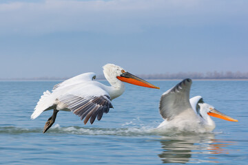 Dalmatian Pelicans (Pelecanus crispus) are impressive with their size.Observing pelicans at Lake Kerkini is an amazing experience for birdwatchers