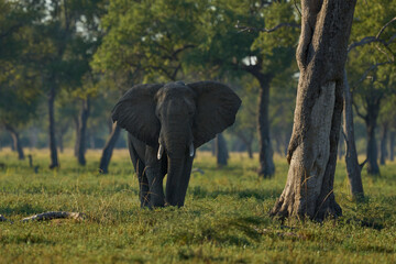 Bull African Elephant (Loxodonta africana) walking through a wooded area in South Luangwa National...