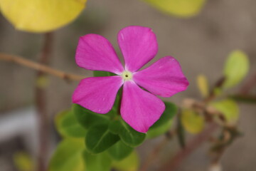 ピンクのニチニチソウの花　