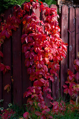 Red leaves of wild grapes