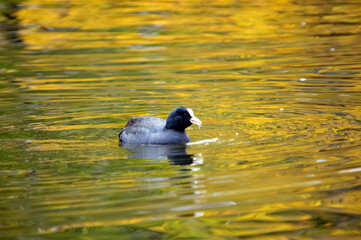 Ente auf dem Wasser
