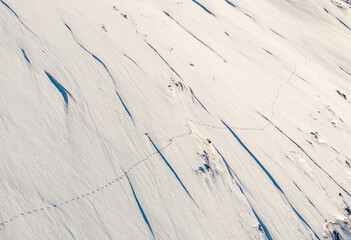 wolverine animal tracks in snow