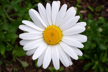 Fototapeta premium white daisy in the garden