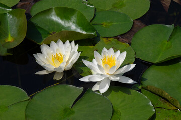 Two white lotuses and lotus leaves