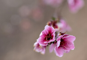 Obraz premium almond blossom pink flower
