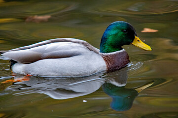 Obraz premium Stockente (Anas platyrhynchos) schwimmt auf einem ruhigen See
