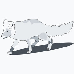 wild animal, furry scribe, grey-wnit, side view, standing on four legs.