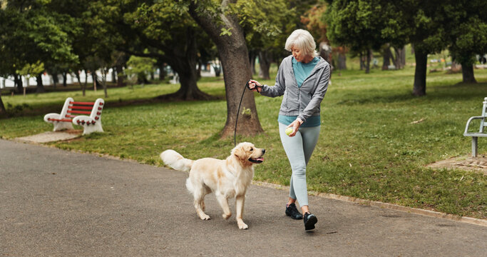 Walking, dog and tennis ball with old woman in park for training, adventure and health. Animal care, support and morning with person and Labrador pet in nature for bonding, guide and wellness