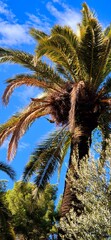 Big palms tree top and blue sky in the park. Green parrot sitting on palm fruit. Barcelona, October 2, 2024.