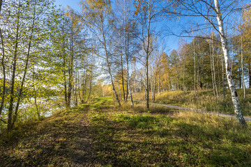 Obraz premium A forest with a path through it and a body of water in the background