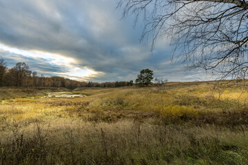 Obraz premium A field of tall grass with a tree in the middle