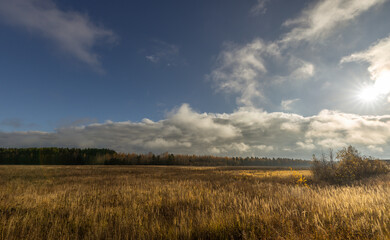 A field of tall grass with a cloudy sky in the background