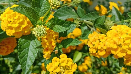Yellow flowers in isolated close-up. Landscape