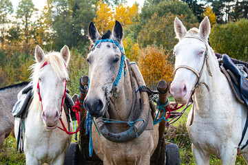 Fototapeta premium portrait of horses in close-up