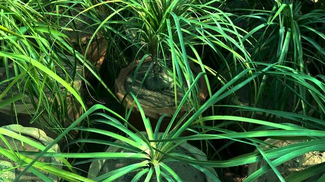 Closeup of a Beaucarnea recurvata palms