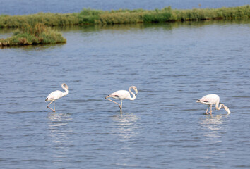 Three flamingos with long curved beaks foraging in a shallow pond