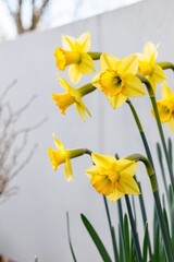 Fototapeta premium Yellow daffodils sway in the wind on a spring day.