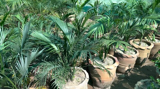 Cycad or Cycas plants in plant nursery in large clay pots