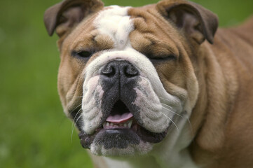 Fototapeta premium Bulldog anglais