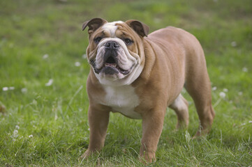 Bouledogue anglais