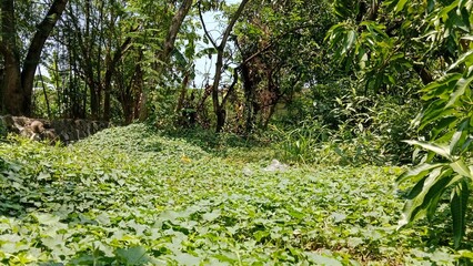 plants in the garden
