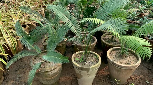 Cycad Encephalartos senticosus palms in plant nursery for sale