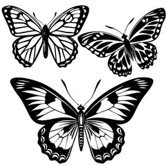 Obraz premium set of butterflies