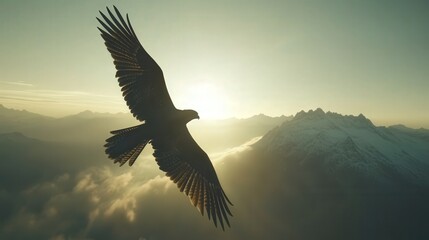 Naklejka premium A majestic falcon flying high in the dynamic sky during sun rise.