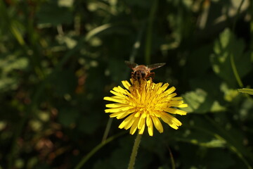 서양민들레 © Bonggyu