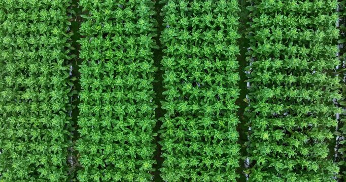 Green stem lettuce crops in garden