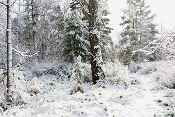 The first snow in the forest the beginning of winter the first snow beautiful landscape screensaver