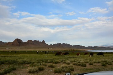Fototapeta premium Mongolian beautiful mountains, wildlife, livestock and lifestyle of nomads in Western Mongolia