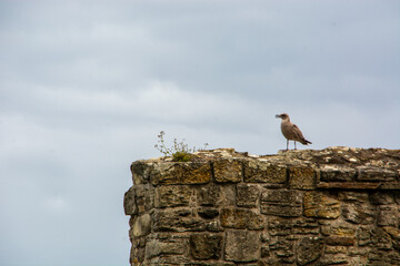 ave, gaviota, cielo, mar, gaviota