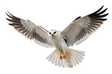 Fototapeta premium Front view, Black-shouldered Kite is spreading its wings and flying isolated on a transparent background