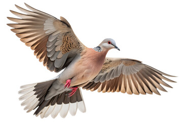 Obraz premium Front view, Spotted Doves is spreading its wings and flying isolated on a transparent background