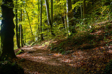 Obraz premium Scenic diversity of Mullerthal, Luxembourg's Little Switzerland, hiking routes, rock formations, moss-covered forests, tourist destination in Europe