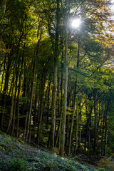Naklejka premium Scenic diversity of Mullerthal, Luxembourg's Little Switzerland, Schiessentumpel Cascade hiking routes, rock formations, forests, tourist destination in Europe
