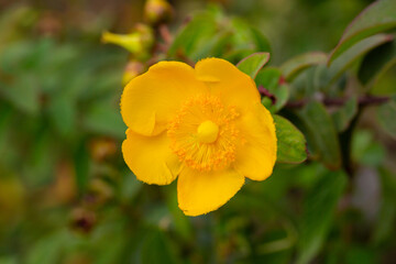 Fototapeta premium Yellow Hypericum Hidcote (St. John s Wort). A summer background of a large yellow flower on a green bush.