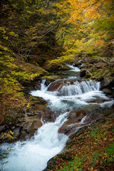 Fototapeta premium 紅葉の渓流