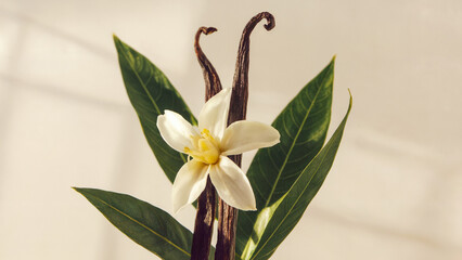 Obraz premium vanilla with vanilla beans and pods against an isolated white background
