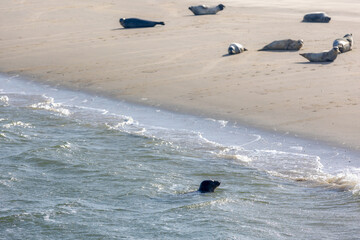Seals in its natural habitat swimming in Dutch North Sea (Noordzee) The earless seals phocids or true seals are one of the three main groups of mammals within the seal lineage, Pinnipedia, Netherlands