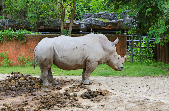 Southern White Rhinoceros Standing on Its Dung Piles in the Zoo