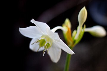 Obraz premium close-up of a lily flower on a sunny summer day