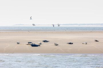 Seals in its natural habitat laying on the beach and dune in Dutch north sea coastline (Noordzee) The earless phocids or true seals are one of the three main groups of mammals, Pinnipedia, Netherlands © Sarawut