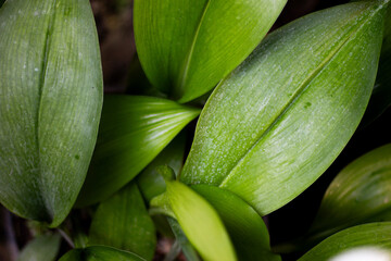 Fototapeta premium White lily leaves in the spring forest. The leaves are fresh green.
