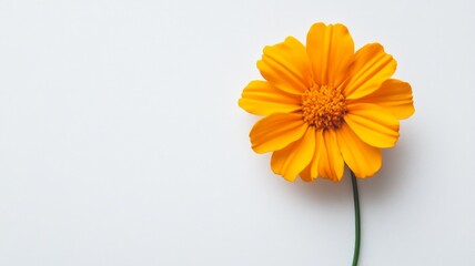 Photograph of yellow flowers on a white background. AI Generative