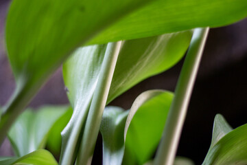 Obraz premium White lily leaves in the spring forest. The leaves are fresh green.