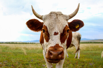Curious cow looking at camera while grazing on summer meadow	
