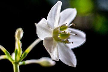 White flower in the forest