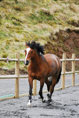 A playful horse running energetically in a sand arena, kicking up dust with powerful strides.